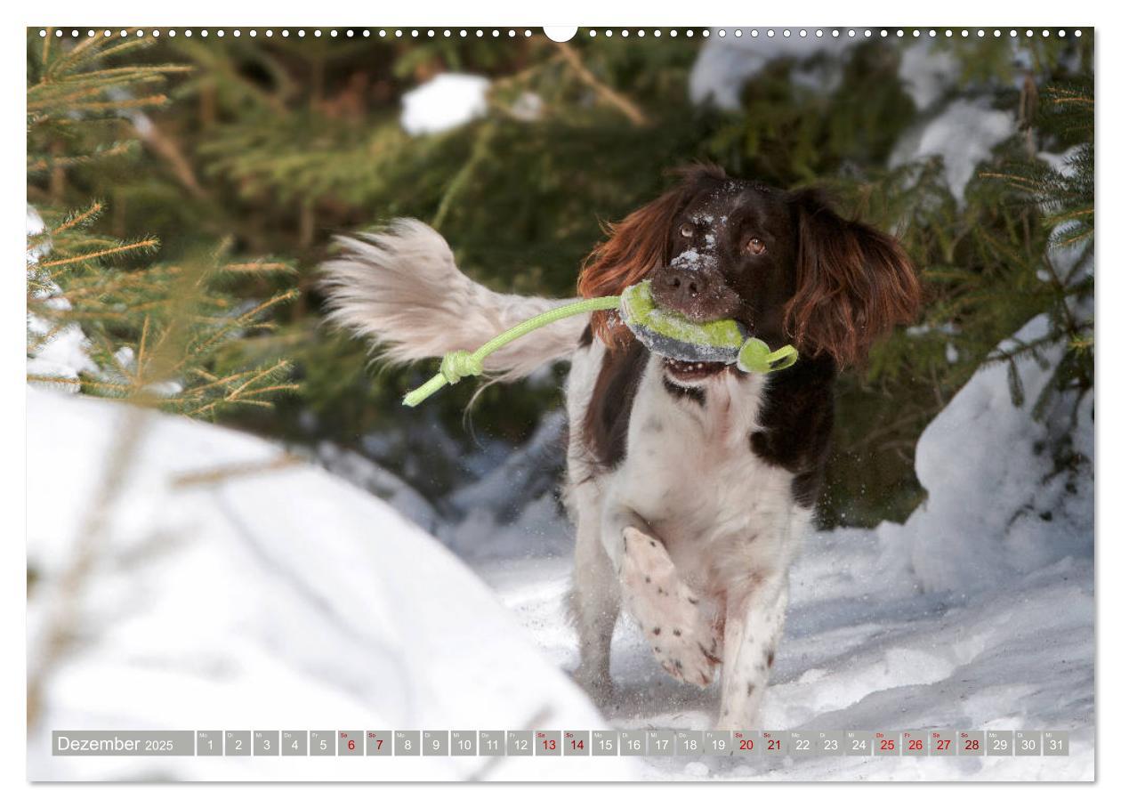 Bild: 9783435264285 | Passion Jagdhund - Kleiner Münsterländer (Wandkalender 2025 DIN A2...