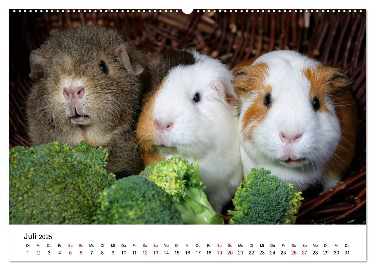 Bild: 9783435447978 | Unsere Meerschweinchen (Wandkalender 2025 DIN A2 quer), CALVENDO...