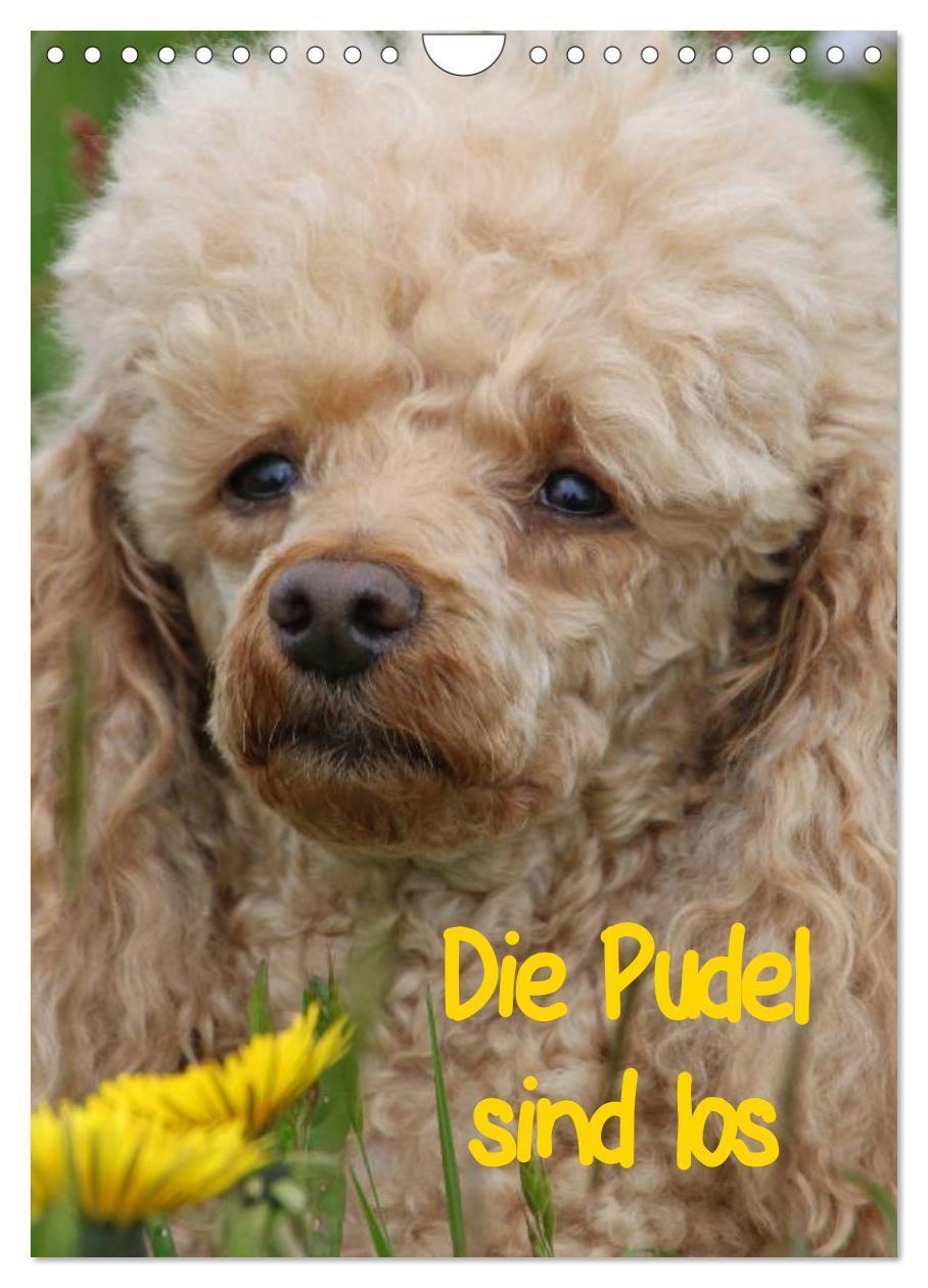 Cover: 9783457078914 | Die Pudel sind los (Wandkalender 2025 DIN A4 hoch), CALVENDO...