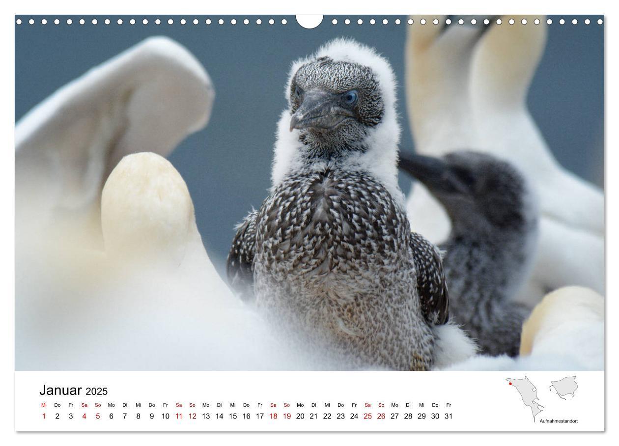 Bild: 9783435390304 | Mitreisekalender 2025 Helgoland (Wandkalender 2025 DIN A3 quer),...