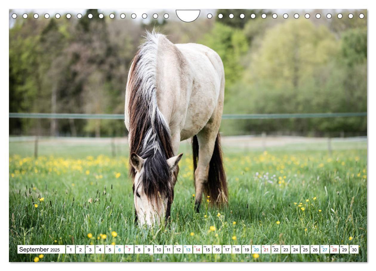 Bild: 9783435172542 | Durch das Jahr mit dem Connemara Pony Holly (Wandkalender 2025 DIN...