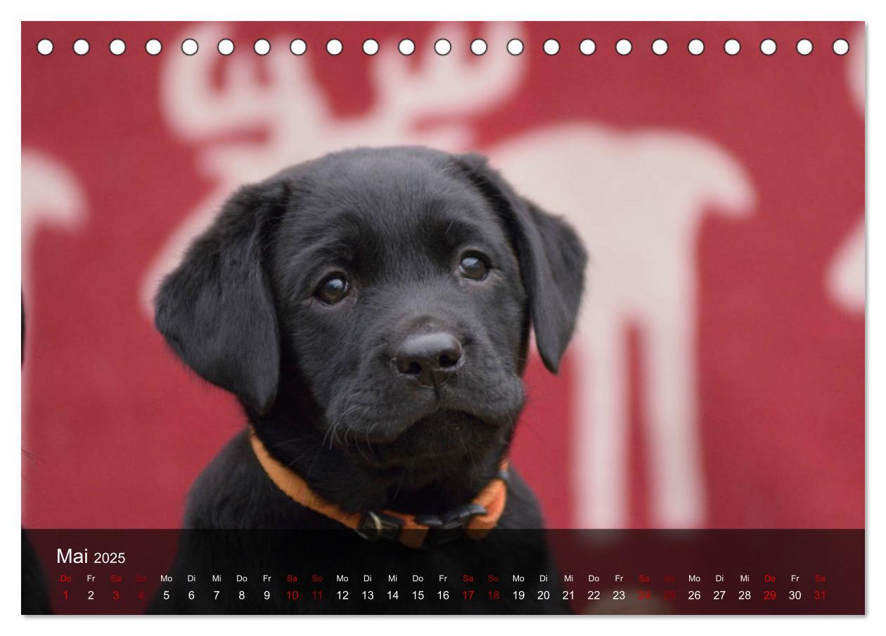 Bild: 9783435453672 | Labrador Retriever Welpen (Tischkalender 2025 DIN A5 quer),...