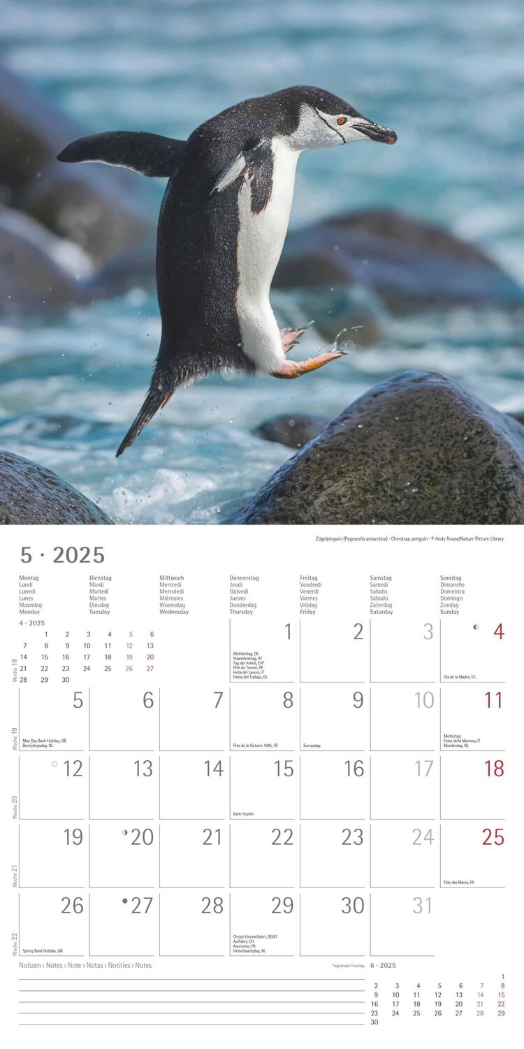 Bild: 4251732343101 | Pinguine 2025 - Broschürenkalender 30x30 cm (30x60 geöffnet) -...