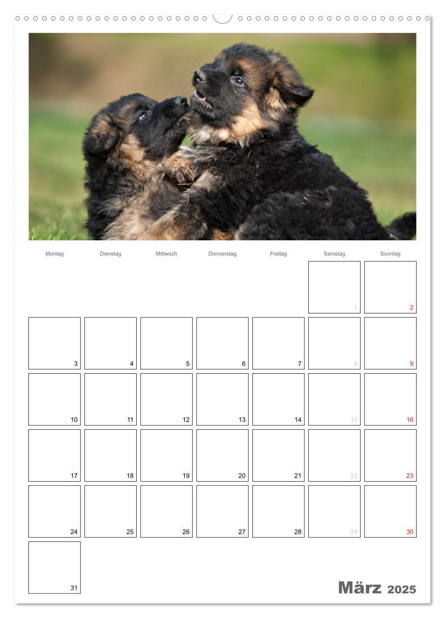 Bild: 9783457066225 | Deutscher Schäferhund - Welpen, Planer (Wandkalender 2025 DIN A2...