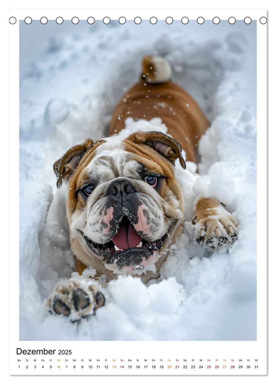 Bild: 9783457175767 | Englische Bulldogge - sanfter Kumpel (Tischkalender 2025 DIN A5...