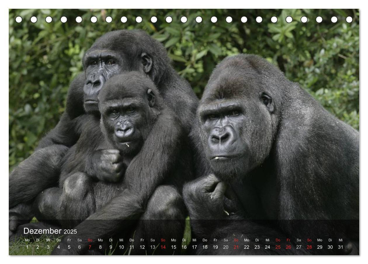 Bild: 9783435623068 | Menschenaffen. Gorillas, Schimpansen, Orang-Utans (Tischkalender...