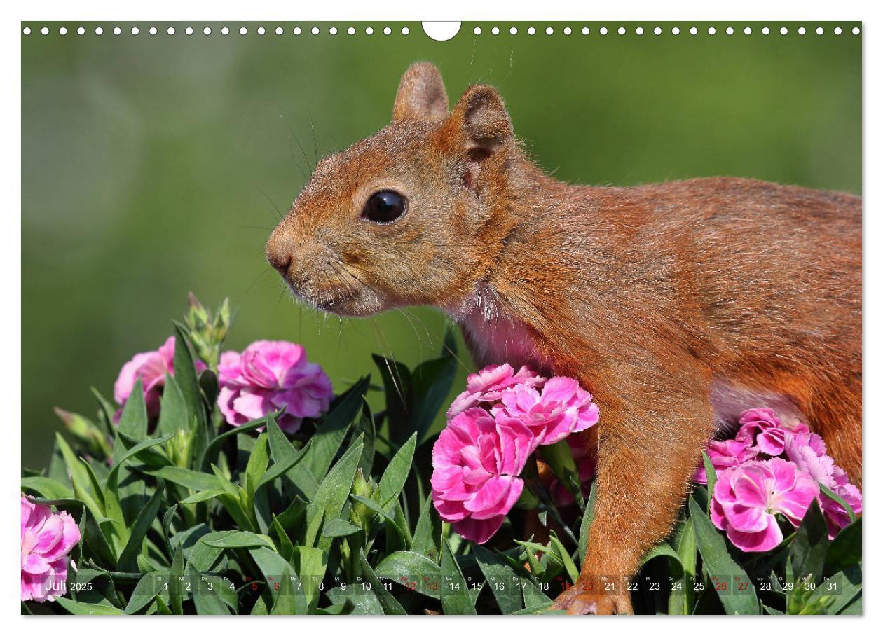 Bild: 9783435279814 | Eichhörnchen in zauberhaften Posen (Wandkalender 2025 DIN A3 quer),...