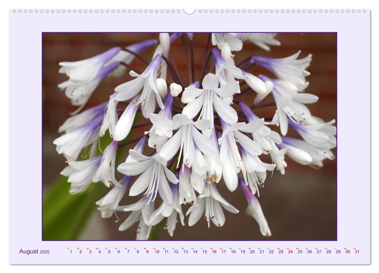 Bild: 9783435030682 | Schmucklilie - Agapanthus (hochwertiger Premium Wandkalender 2025...