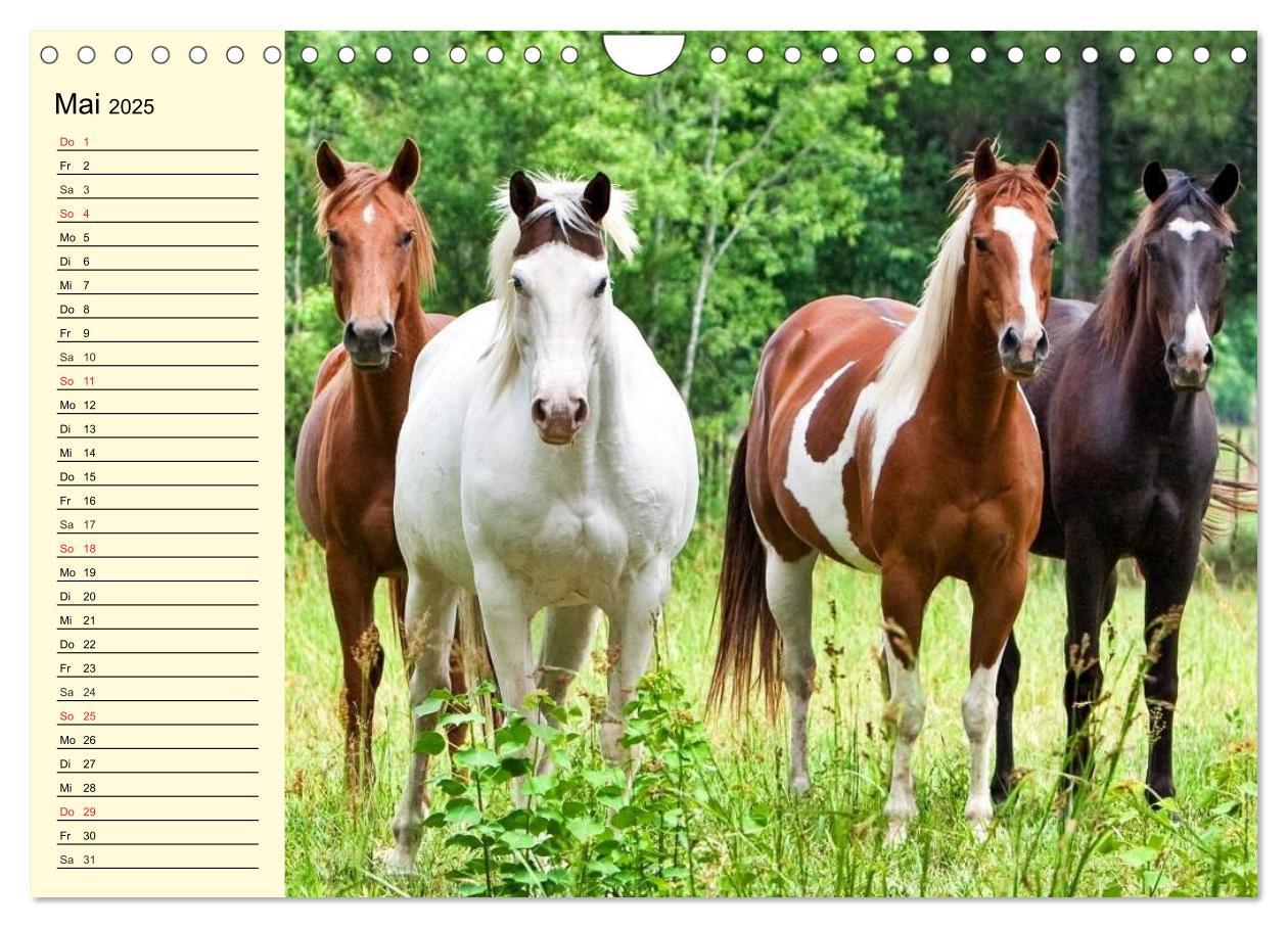 Bild: 9783435529780 | Wilde Pferde. Mustangs in USA (Wandkalender 2025 DIN A4 quer),...