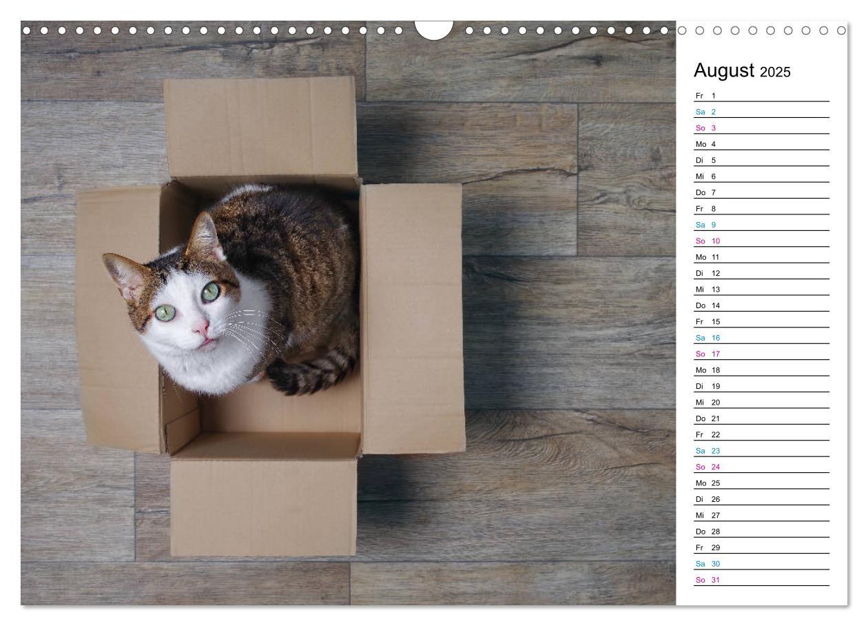 Bild: 9783435205417 | Karton Katzen (Wandkalender 2025 DIN A3 quer), CALVENDO Monatskalender