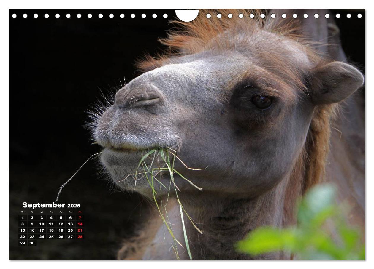 Bild: 9783435785742 | Kamele (Wandkalender 2025 DIN A4 quer), CALVENDO Monatskalender | Berg