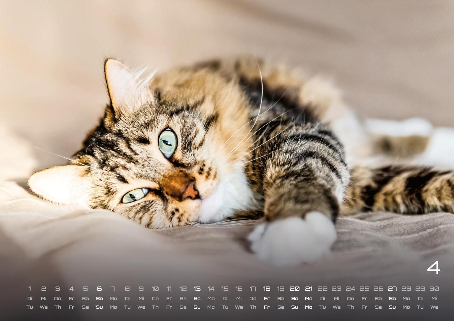 Bild: 9783986733858 | Miau - Unsere Stubentiger - Der Katzenkalender - 2025 - Kalender...