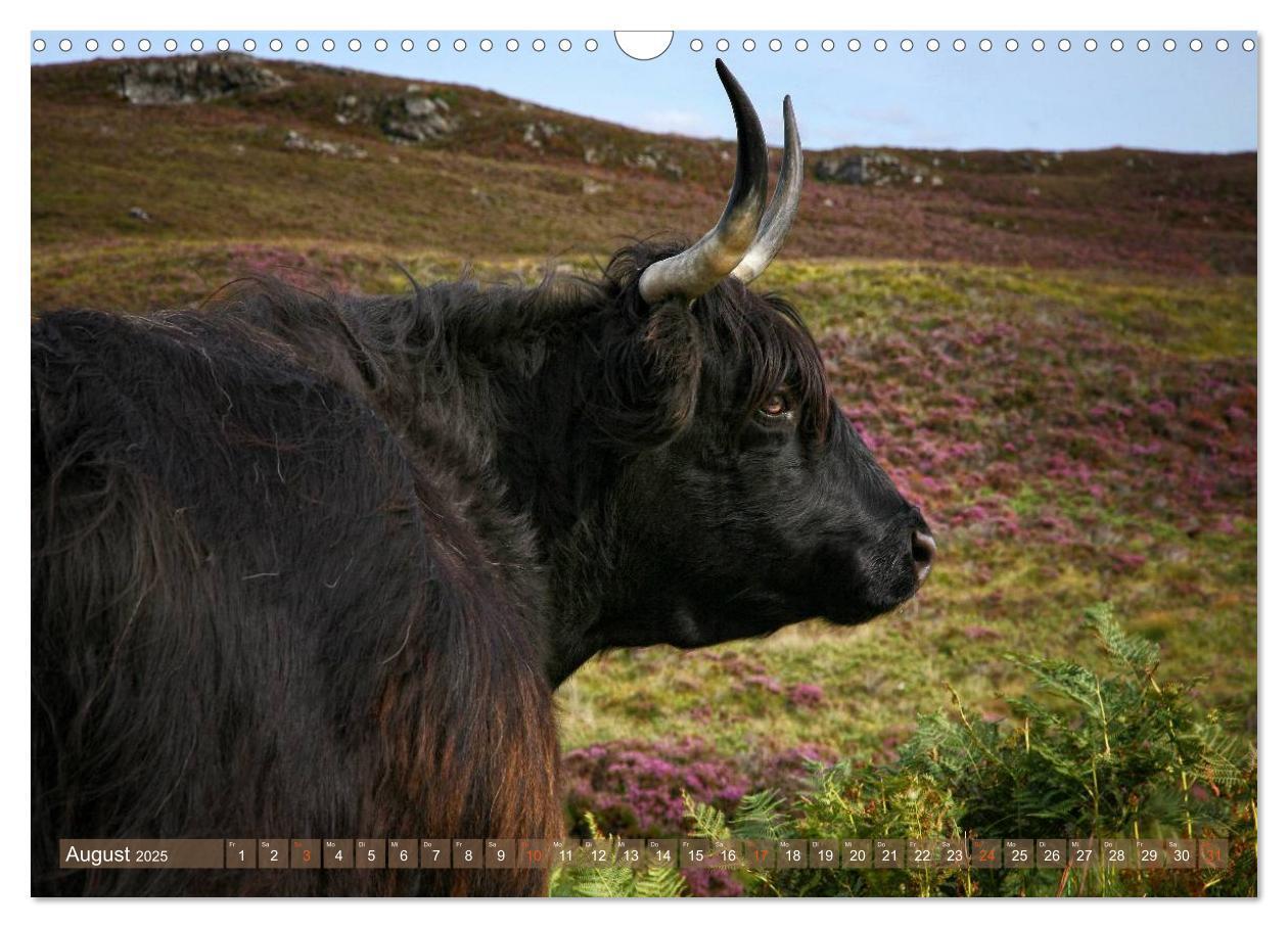 Bild: 9783435731145 | Schottische Hochlandrinder - Highland Cattle im Portrait...