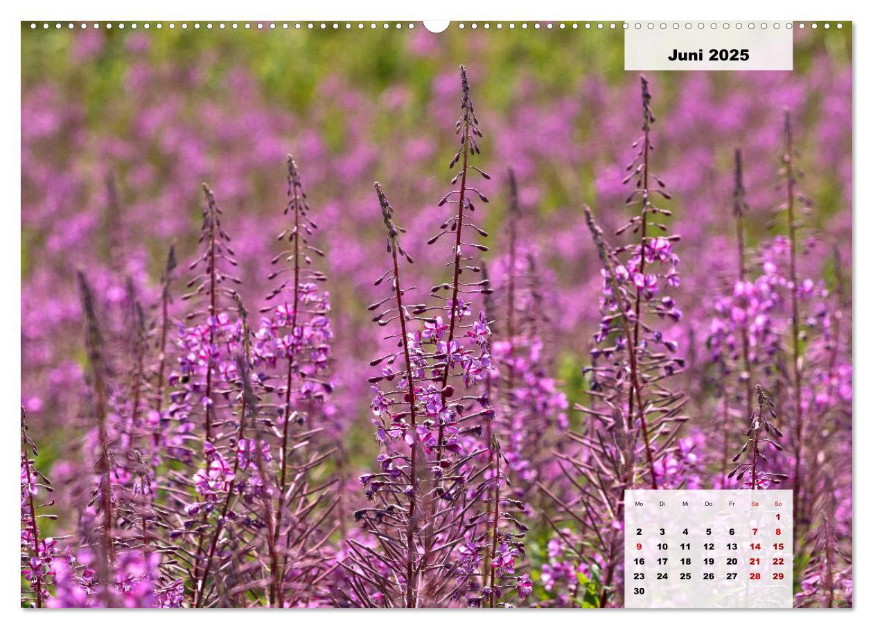 Bild: 9783435304714 | Rhöner Röschen - ein Sommermärchen in der Hochrhön (Wandkalender...