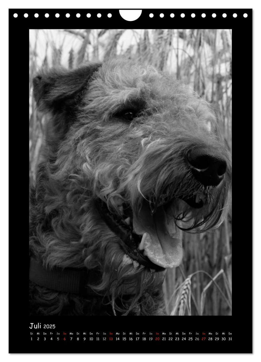 Bild: 9783457051344 | Der Airedale: Portraits eines "Dickkopfes" (Wandkalender 2025 DIN...