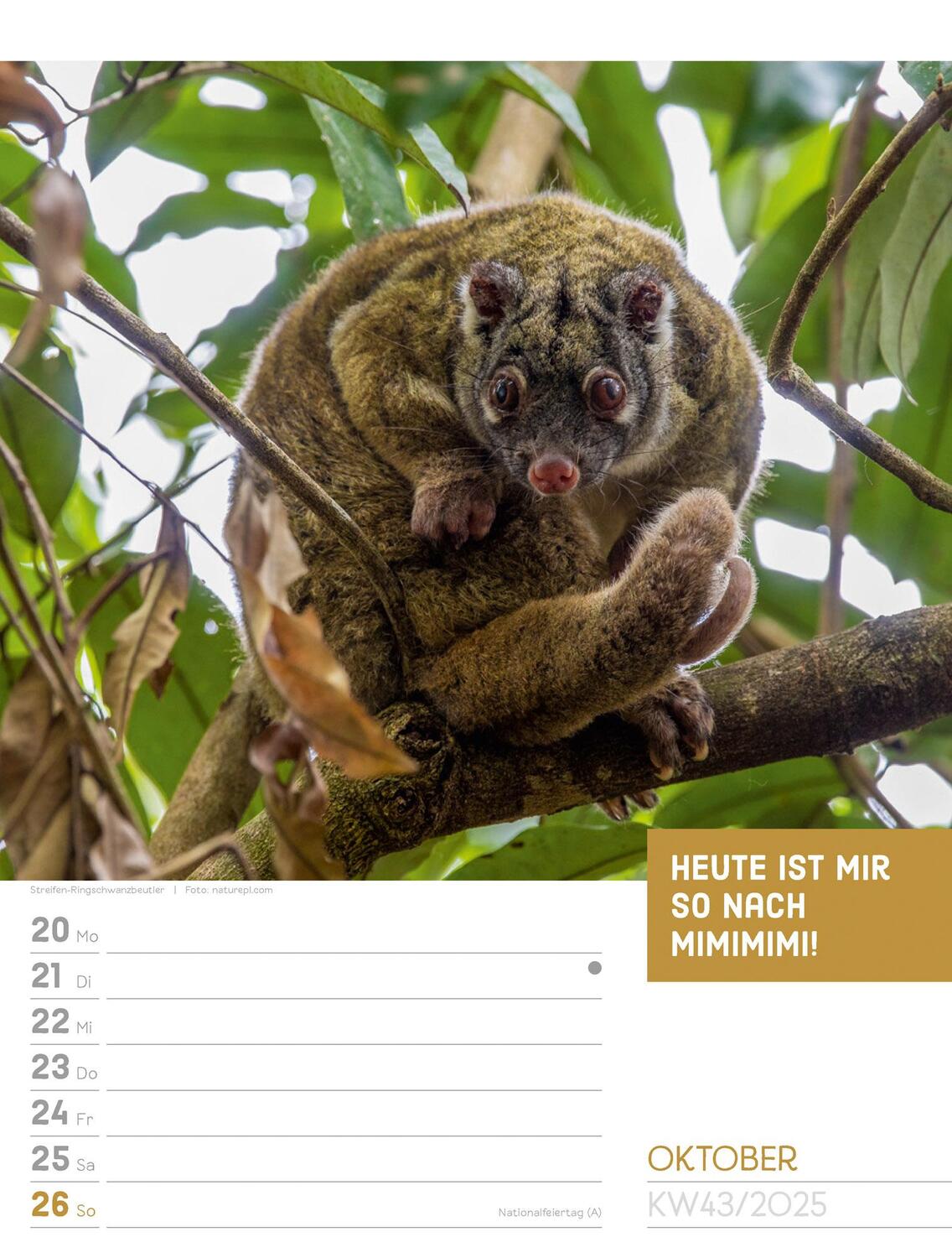 Bild: 9783838425962 | Tierisch! Sprüchekalender - Wochenplaner Kalender 2025 | Kunstverlag