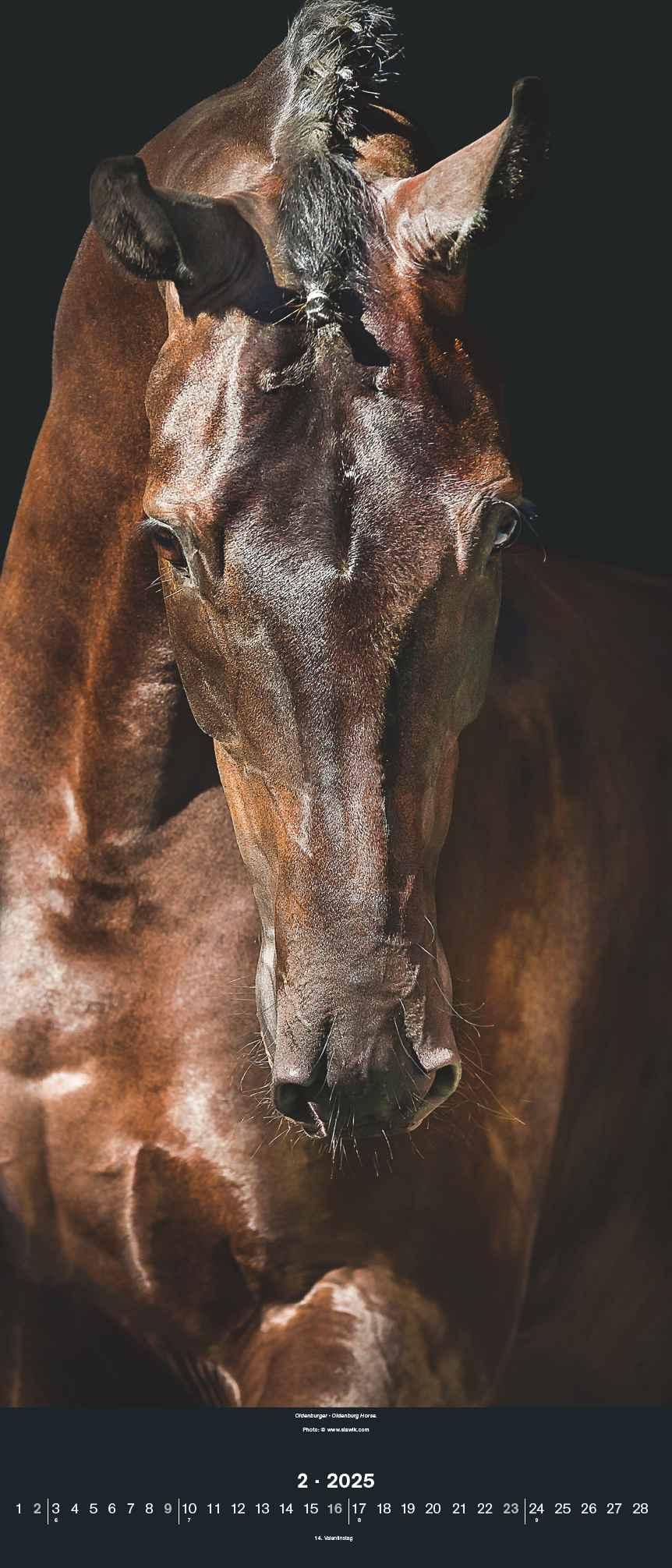 Bild: 4002725994202 | Beautiful Horses 2025 - Foto-Kalender - Wand-Kalender - 30x70 | 28 S.