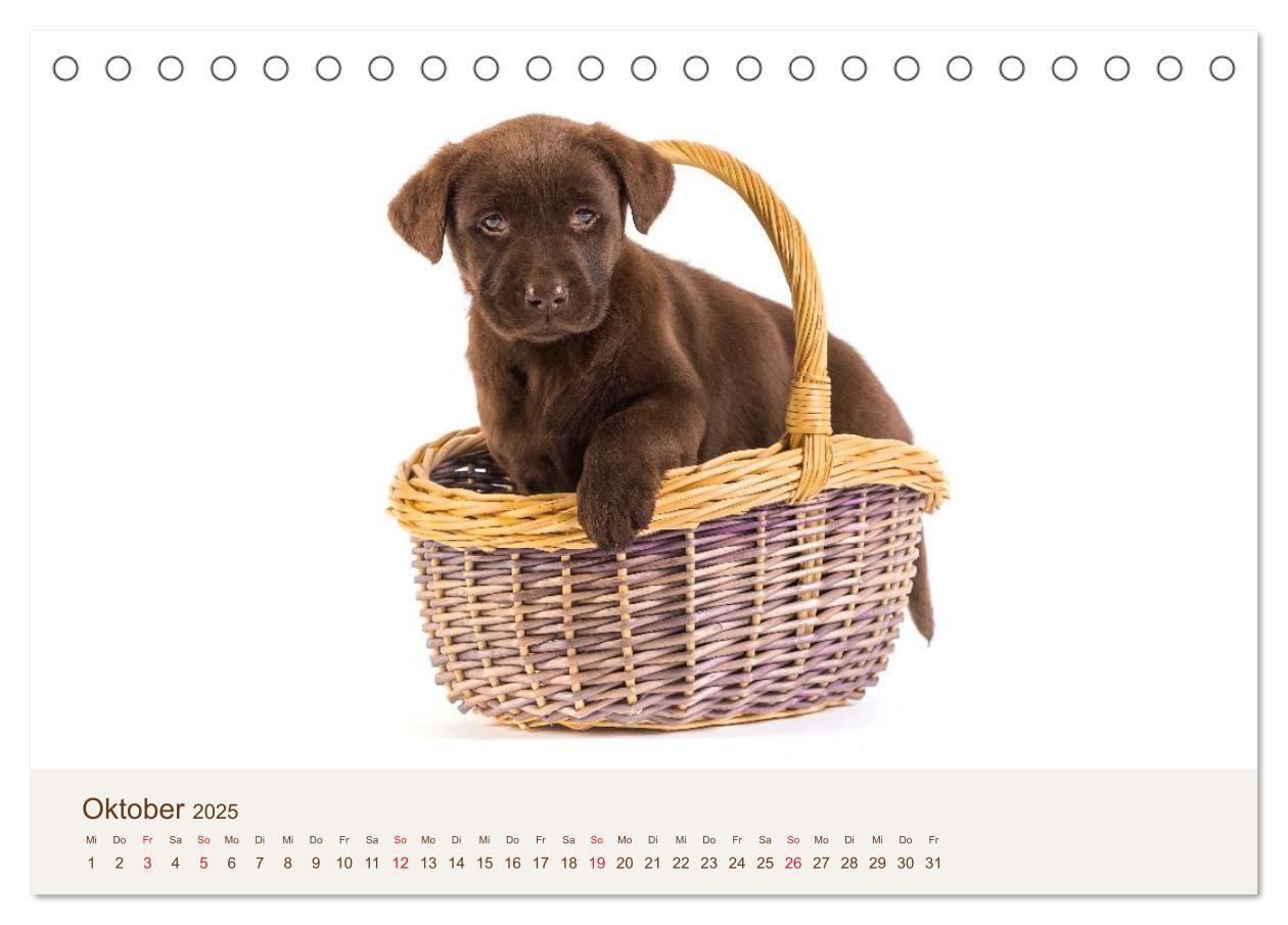 Bild: 9783435616152 | Labrador - Welpen (Tischkalender 2025 DIN A5 quer), CALVENDO...