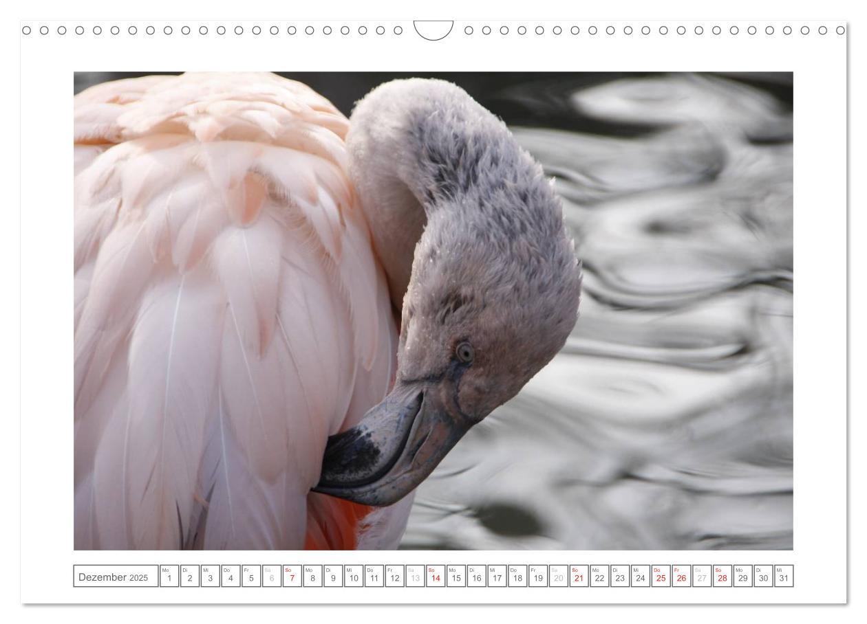 Bild: 9783435503193 | Tiere im Zoo (Wandkalender 2025 DIN A3 quer), CALVENDO Monatskalender