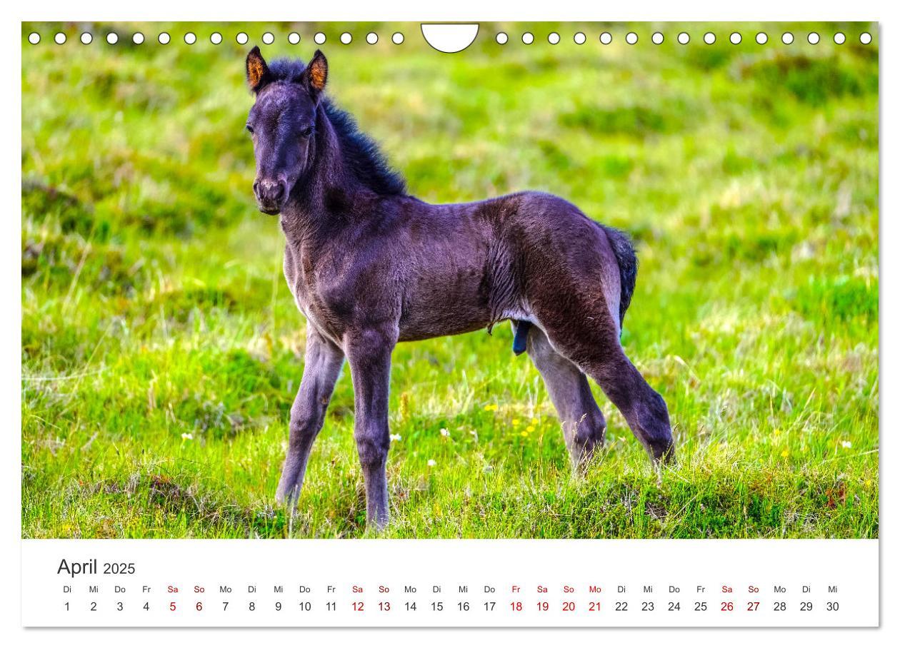 Bild: 9783383927973 | Freiheitsliebende Wildpferde (Wandkalender 2025 DIN A4 quer),...