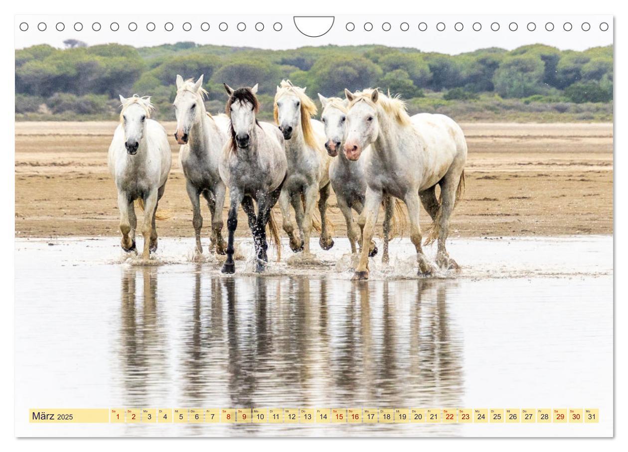 Bild: 9783383828287 | Die wilden Pferde der Camargue (Wandkalender 2025 DIN A4 quer),...