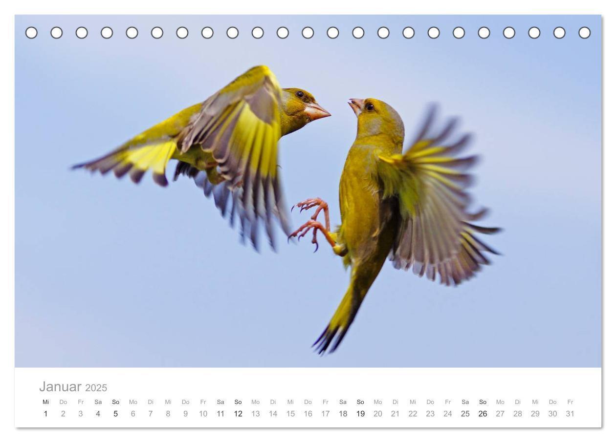 Bild: 9783435749720 | Vögel in unseren Gärten 2025 (Tischkalender 2025 DIN A5 quer),...