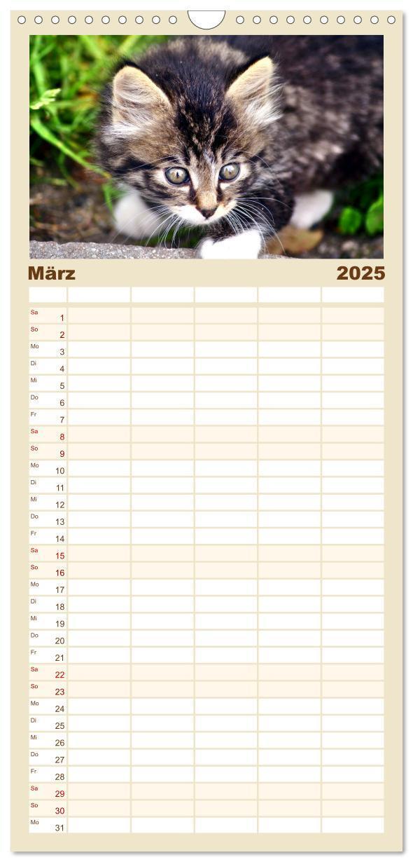 Bild: 9783457100899 | Familienplaner 2025 - Katzen in Cranz mit 5 Spalten (Wandkalender,...