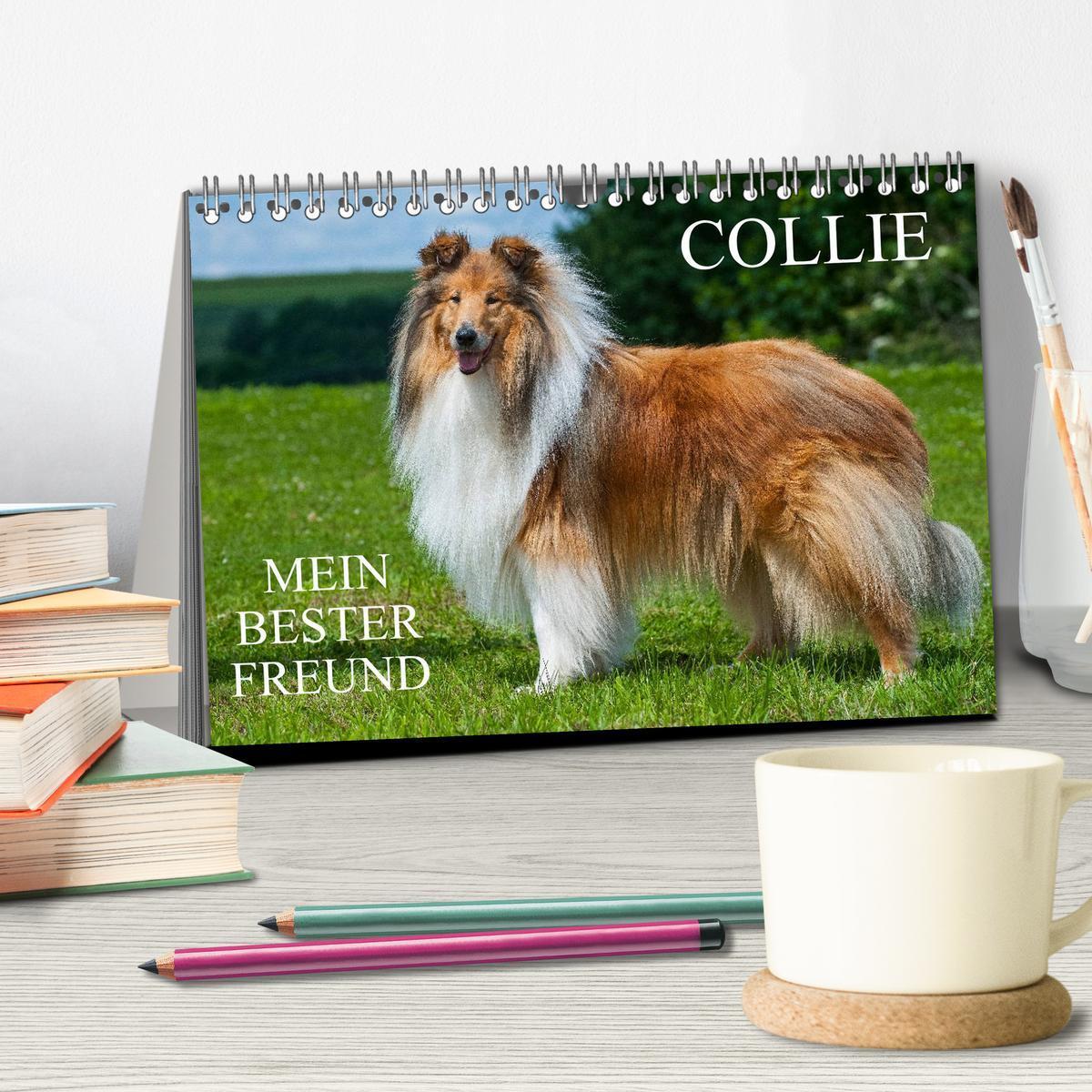 Bild: 9783435568147 | Collie - Mein bester Freund (Tischkalender 2025 DIN A5 quer),...