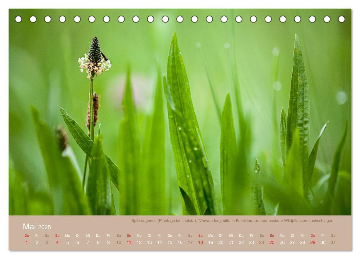 Bild: 9783435661688 | WILD, ESSBAR UND GESUND Essbare Wildpflanzen (Tischkalender 2025...