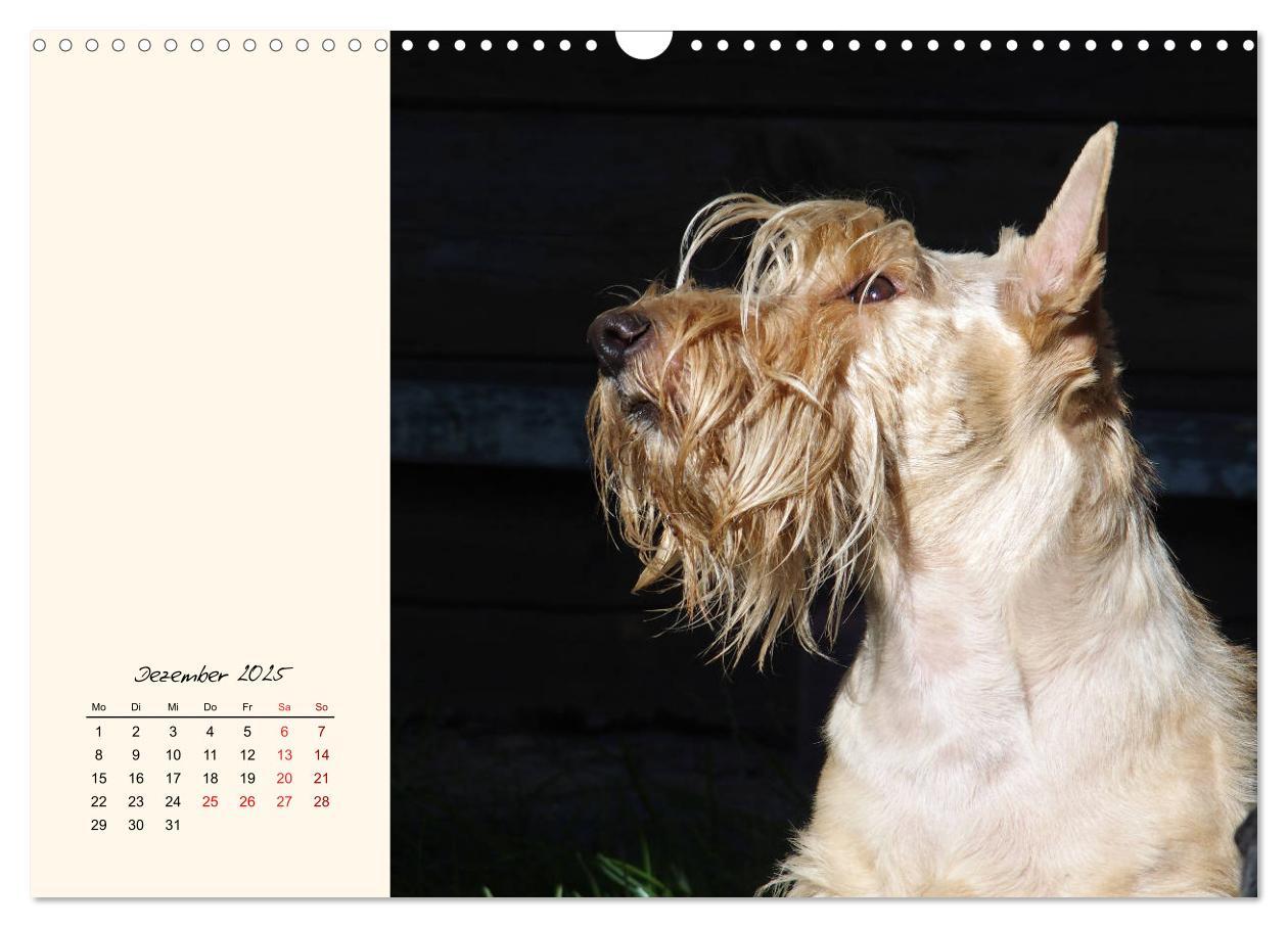 Bild: 9783435341672 | Scottish Terrier - Charmantes Rauhbein (Wandkalender 2025 DIN A3...