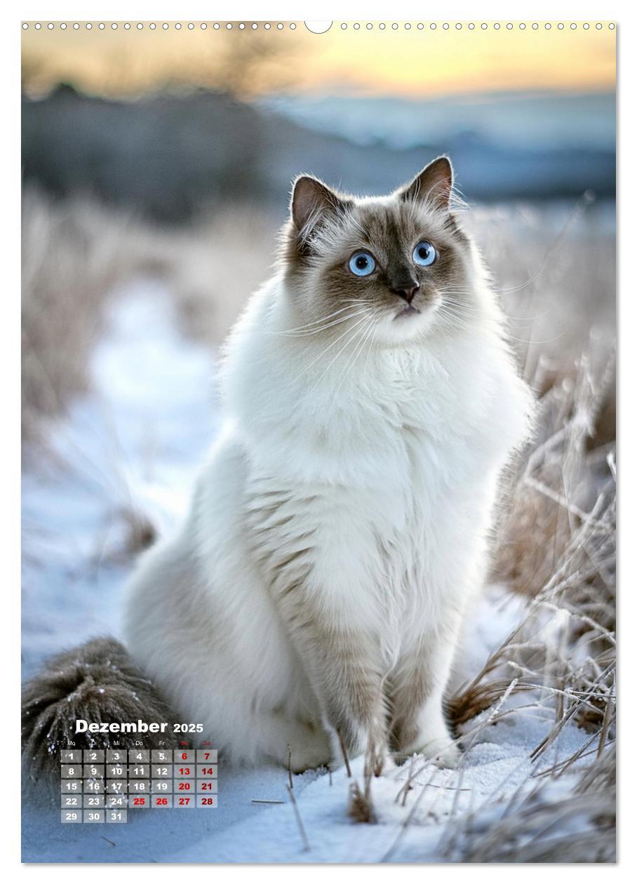 Bild: 9783383833342 | Pfotenabenteuer - Ragdolls in der Natur (Wandkalender 2025 DIN A2...