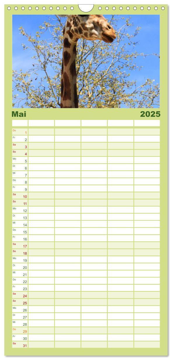 Bild: 9783457110126 | Familienplaner 2025 - Giraffen mit 5 Spalten (Wandkalender, 21 x 45...