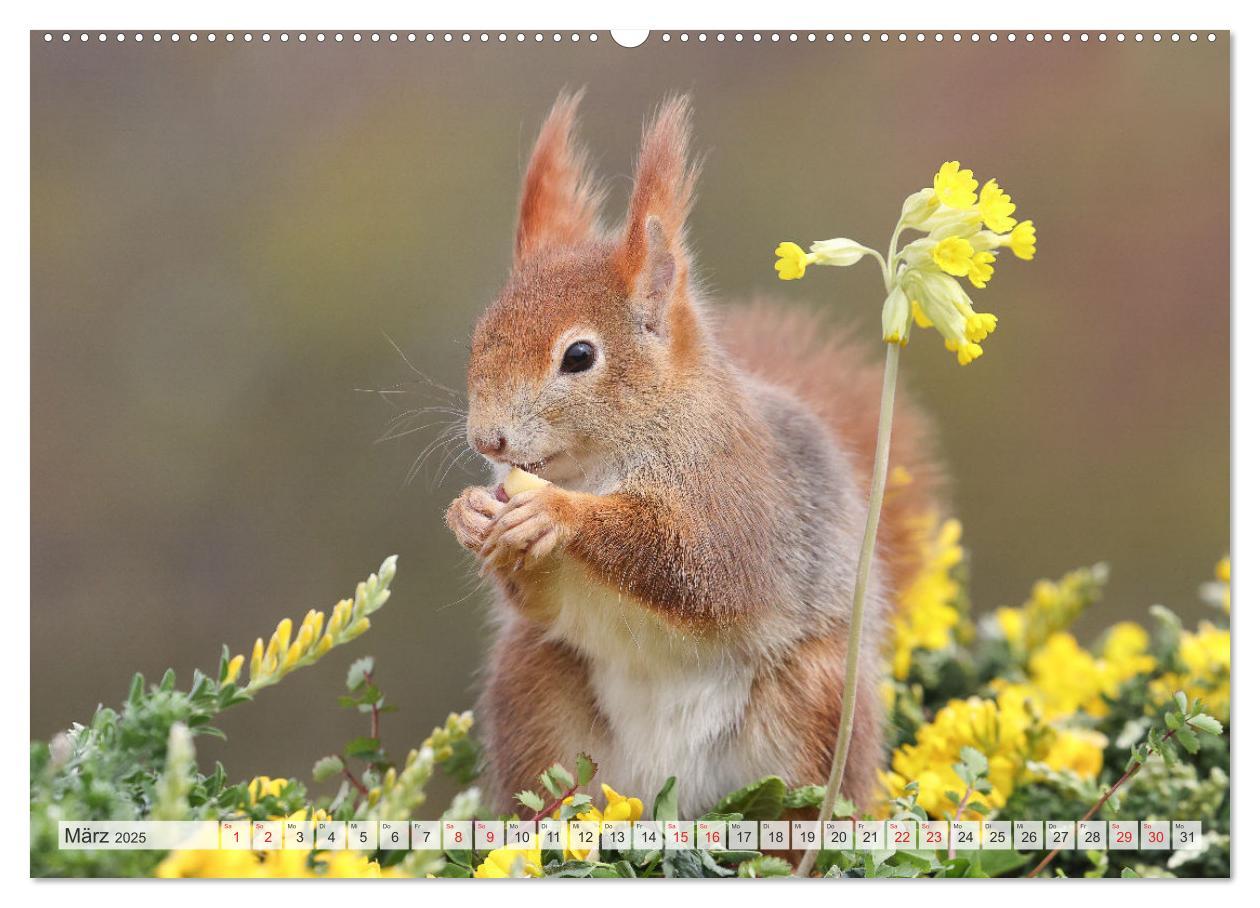 Bild: 9783435566006 | Besondere Augenblicke mit Eichhörnchen (Wandkalender 2025 DIN A2...