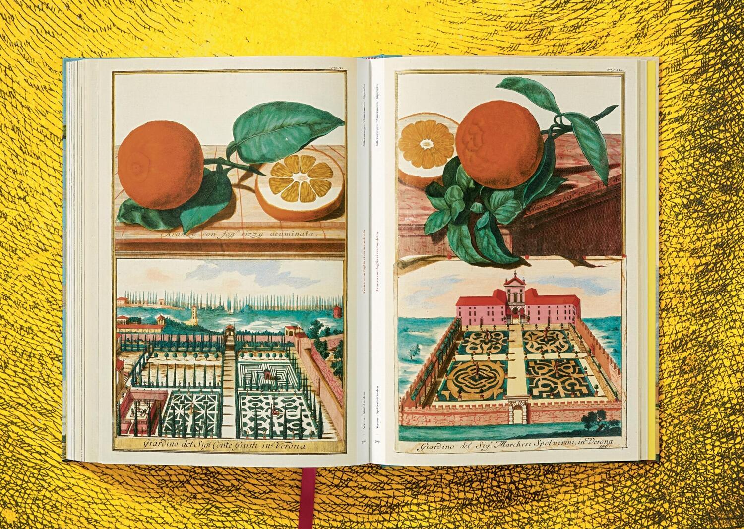 Bild: 9783836535250 | J. C. Volkamer. The Book of Citrus Fruits | Collector's Edition | Buch