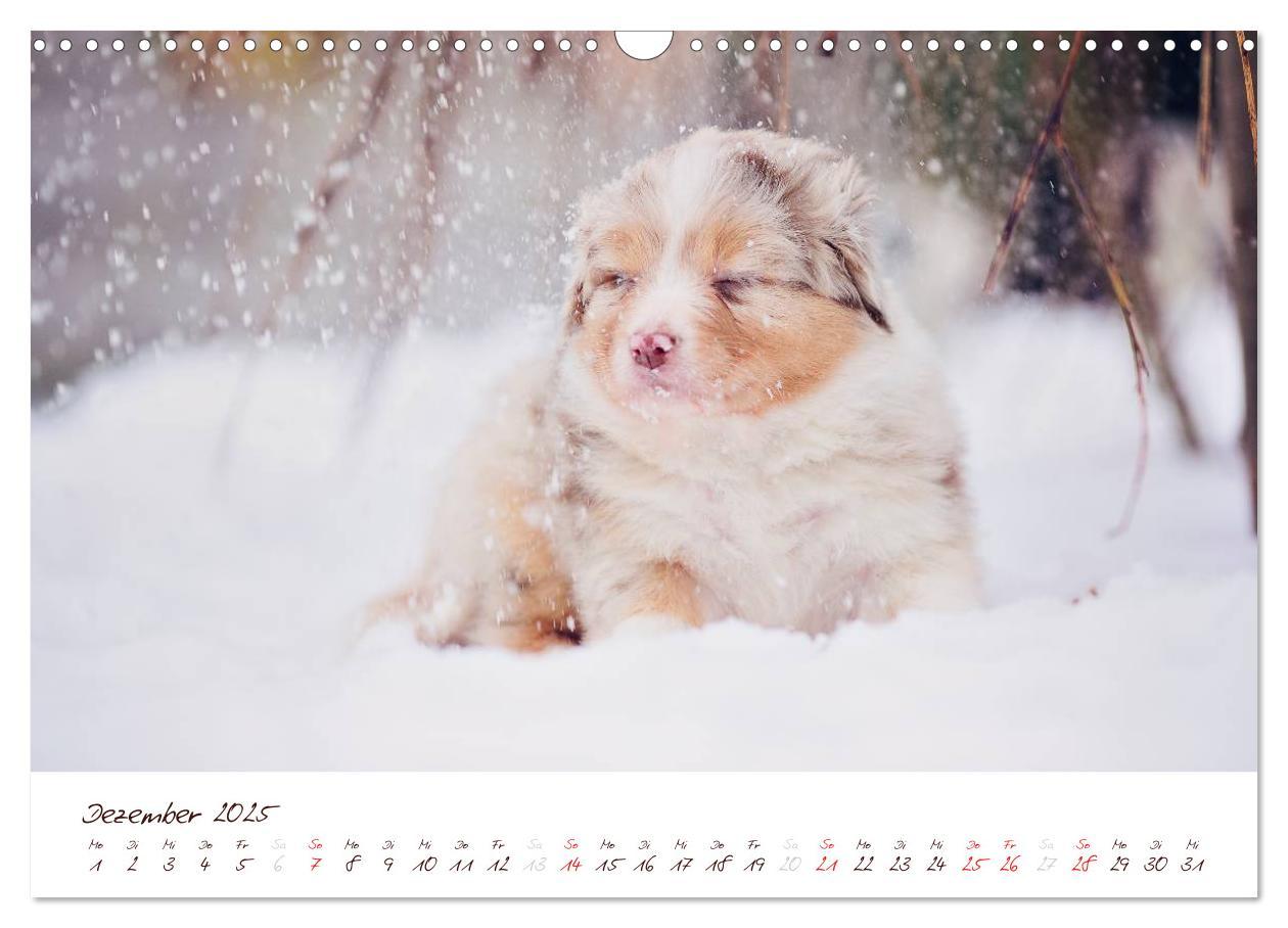 Bild: 9783435809196 | Wunderbare Australian Shepherds (Wandkalender 2025 DIN A3 quer),...