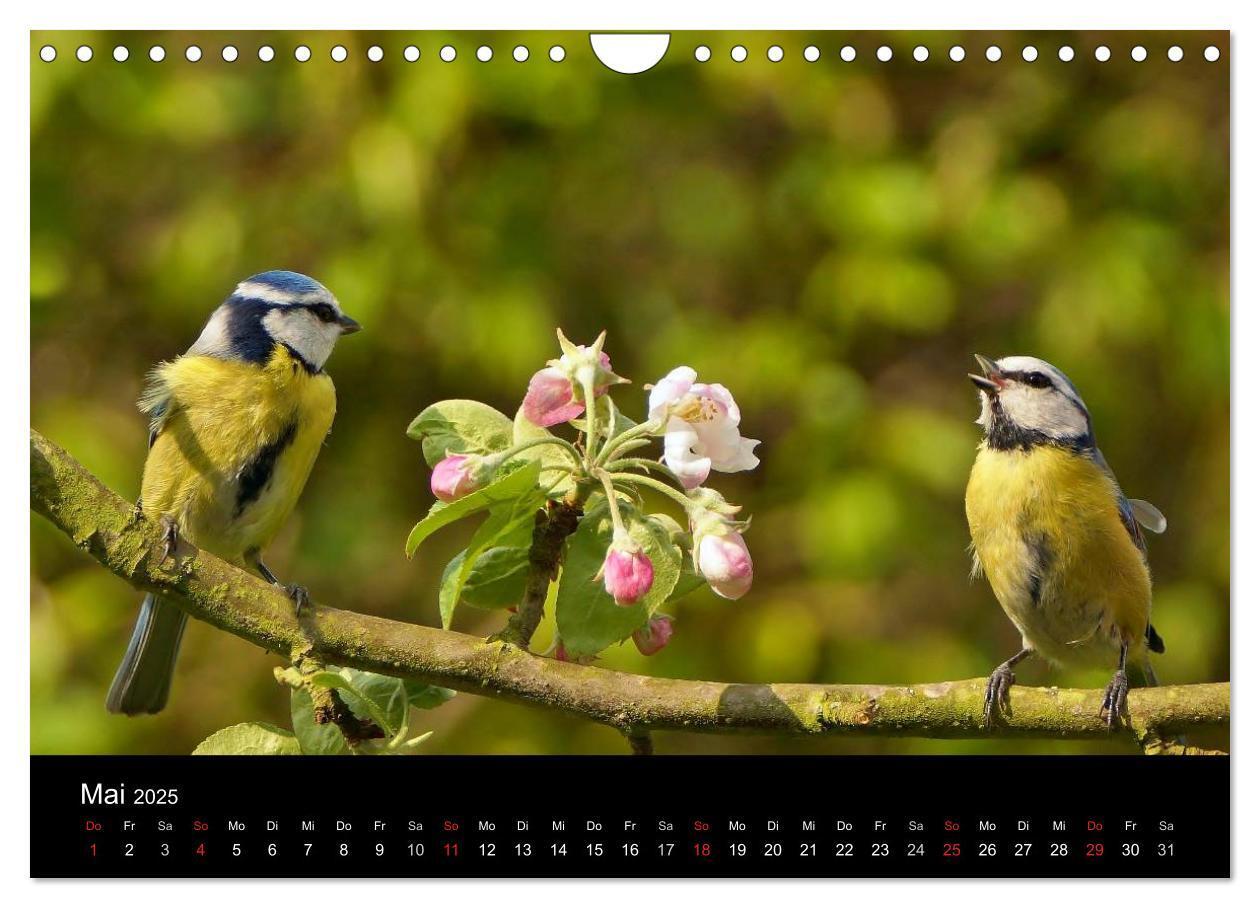 Bild: 9783435626670 | Singvögel in Deutschland (Wandkalender 2025 DIN A4 quer), CALVENDO...