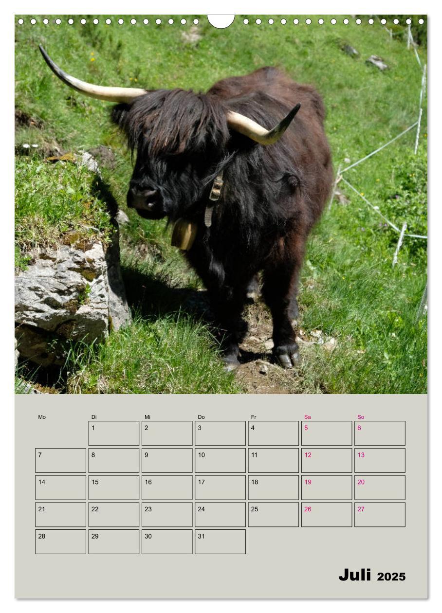 Bild: 9783435970049 | Kuhportraits Hornkühe (Wandkalender 2025 DIN A3 hoch), CALVENDO...