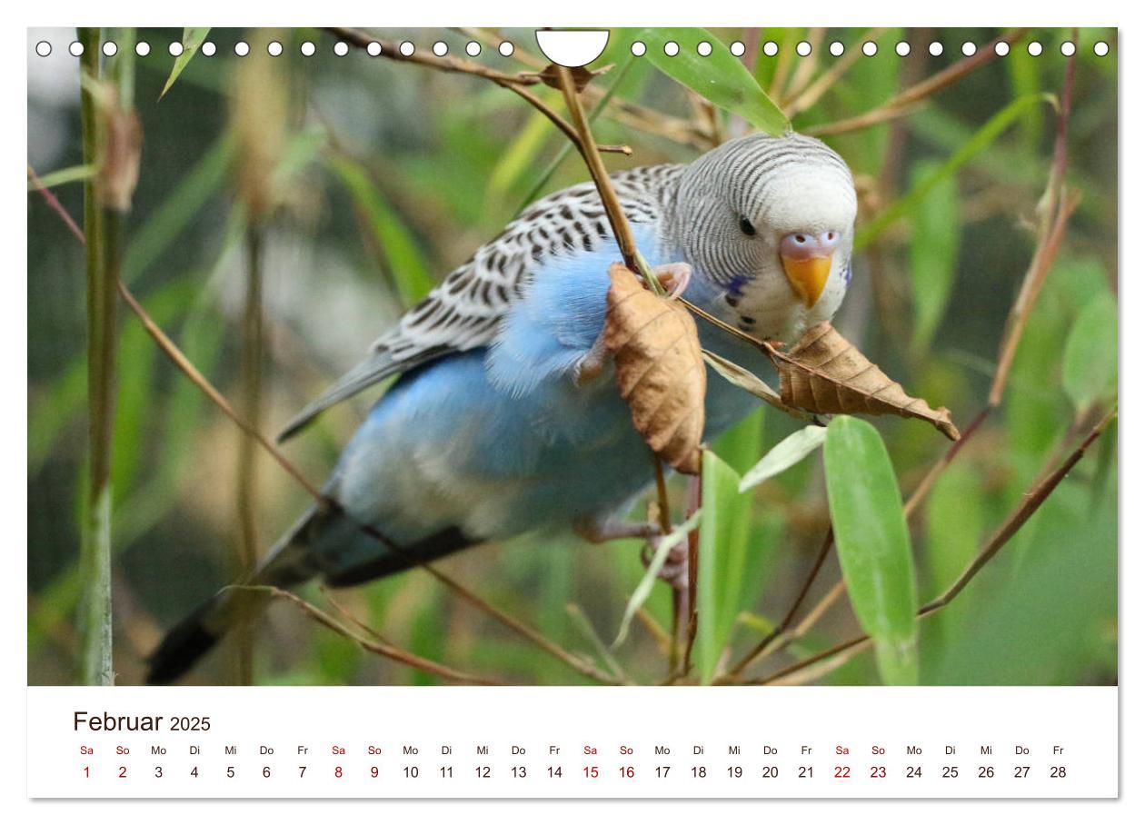 Bild: 9783435377473 | Wellensittiche - der NEUE Kalender (Wandkalender 2025 DIN A4 quer),...