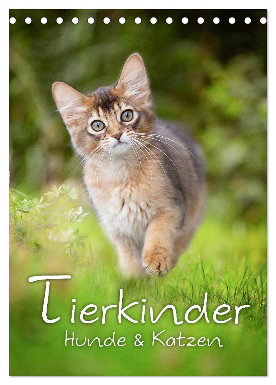 Cover: 9783457040416 | Tierkinder Hunde und Katzen (Tischkalender 2025 DIN A5 hoch),...