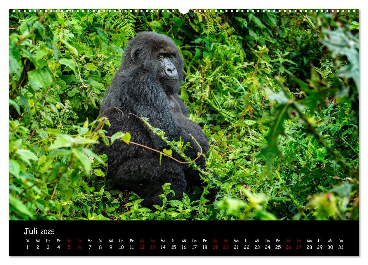 Bild: 9783435119080 | Berggorillas: die bedrohten Riesen (Wandkalender 2025 DIN A2 quer),...