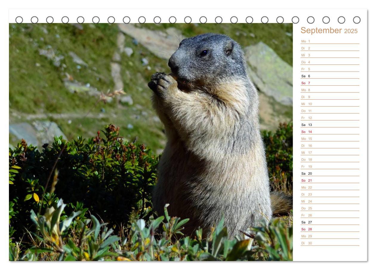 Bild: 9783435500482 | Wildlife - Verspielte Murmeltiere (Tischkalender 2025 DIN A5 quer),...