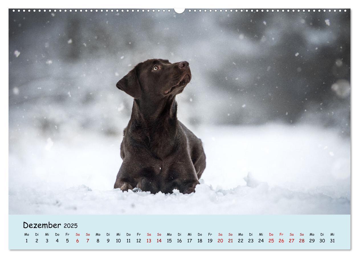 Bild: 9783383959592 | Labrador Retriever - Vielfalt auf Vier Pfoten (Wandkalender 2025...