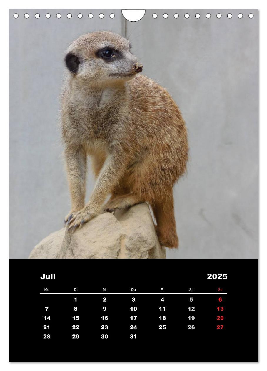 Bild: 9783457080597 | Erdmännchen (Wandkalender 2025 DIN A4 hoch), CALVENDO Monatskalender