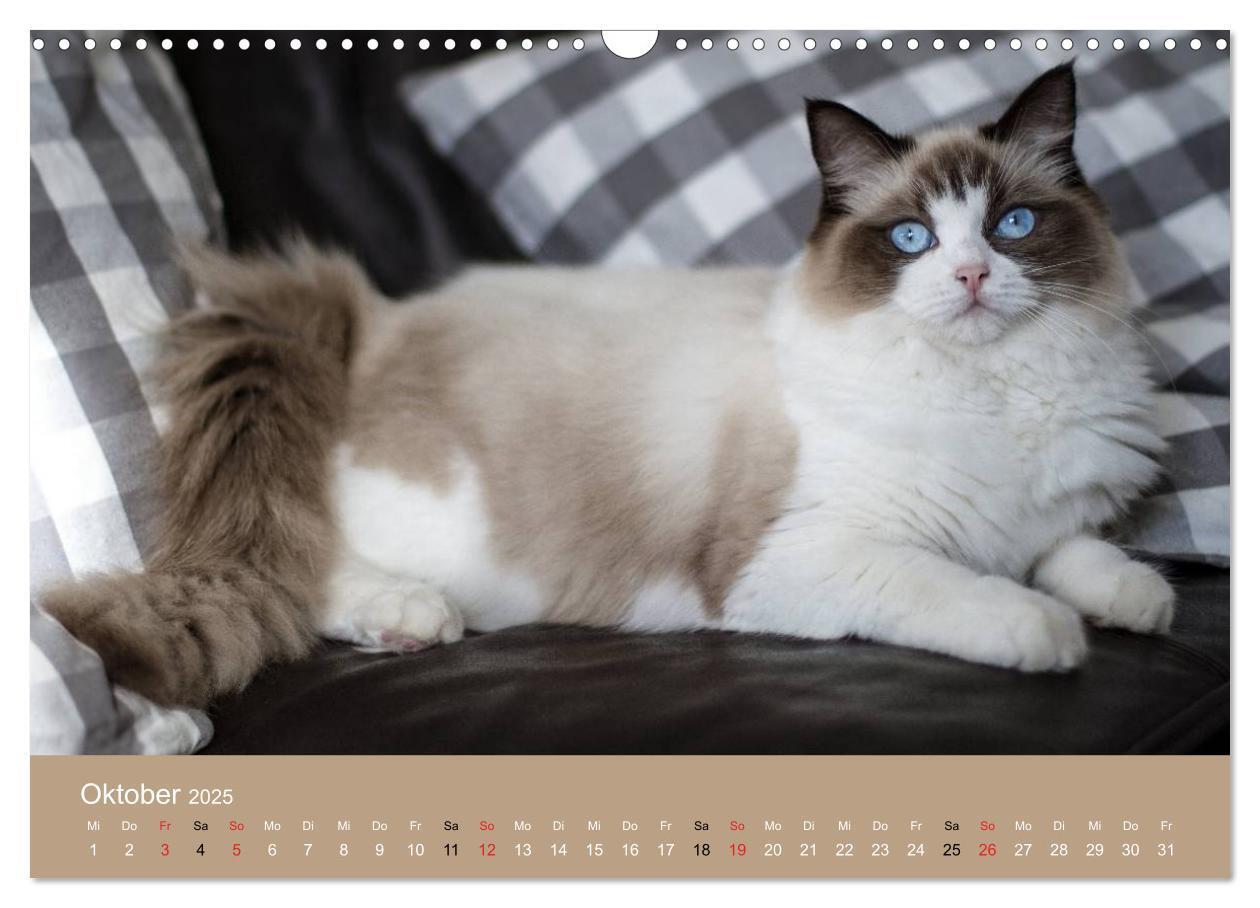 Bild: 9783435491858 | Verliebt in Ragdolls ... die sanfte Katzenrasse (Wandkalender 2025...