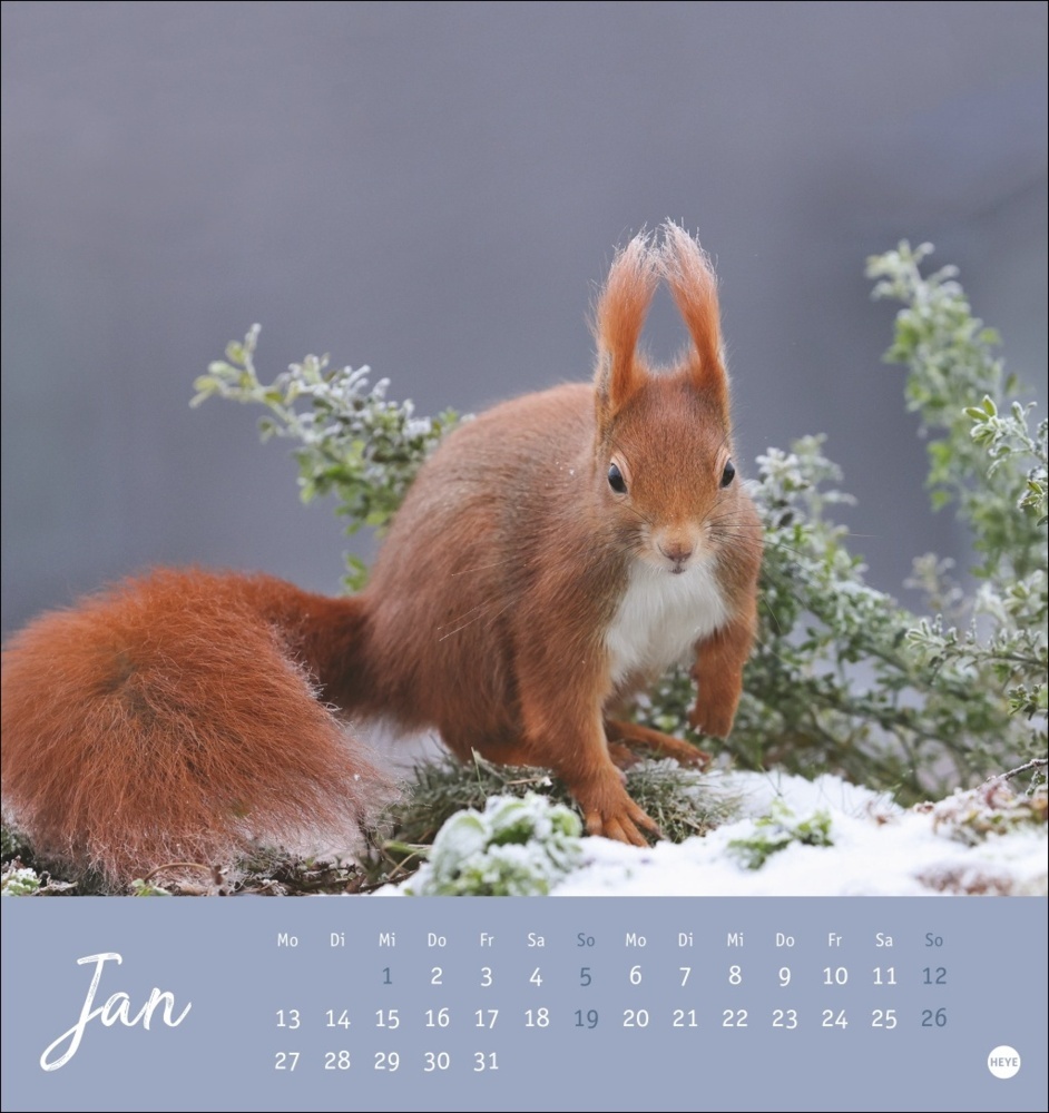 Bild: 9783756407071 | Eichhörnchen Postkartenkalender 2025 | Kalender | Spiralbindung | 2025