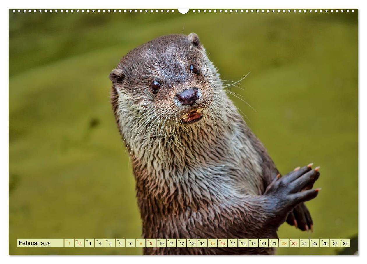 Bild: 9783435376353 | Fischotter - putzige Kerlchen und elegante Schwimmer (Wandkalender...