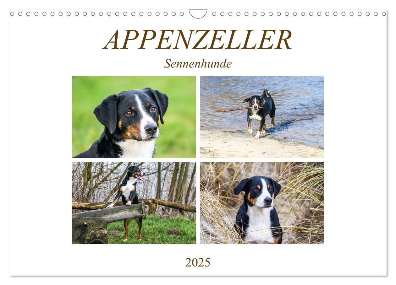 Cover: 9783435332441 | Appenzeller Sennenhunde (Wandkalender 2025 DIN A3 quer), CALVENDO...