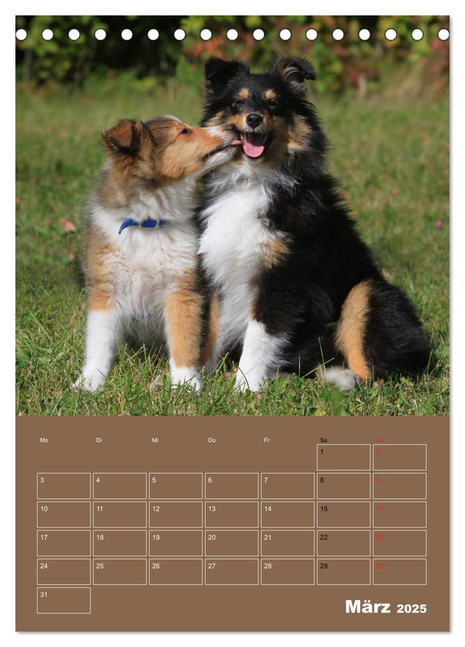 Bild: 9783457011997 | SHELTIES Herzensbrecher auf 4 Pfoten (Tischkalender 2025 DIN A5...