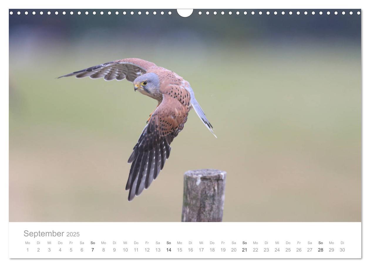 Bild: 9783435179749 | Vögel in Ost- und Norddeutschland 2025 (Wandkalender 2025 DIN A3...