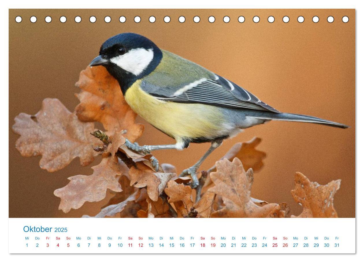 Bild: 9783435458363 | Singvögel - 12 Arten im Garten (Tischkalender 2025 DIN A5 quer),...